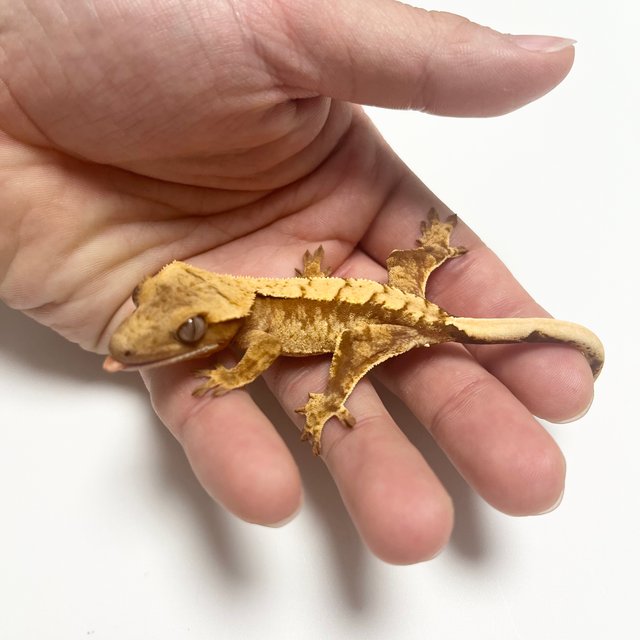 노멀 트라이 화이트스팟 드리피 레드