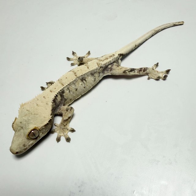 노멀 드리피 화이트스팟 화이트포트홀