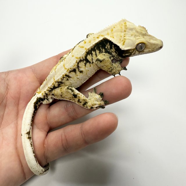 노멀 드리피 화이트스팟 트라이