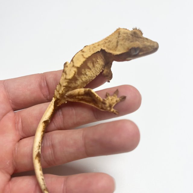 노멀 트라이 화이트스팟 드리피 레드