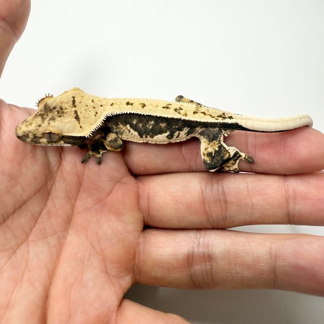 노멀 트라이 핀스트라이프 할리퀸