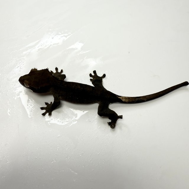 노멀 다크 챠콜