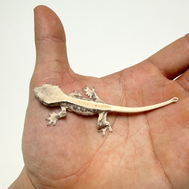 릴리화이트 솔리드백