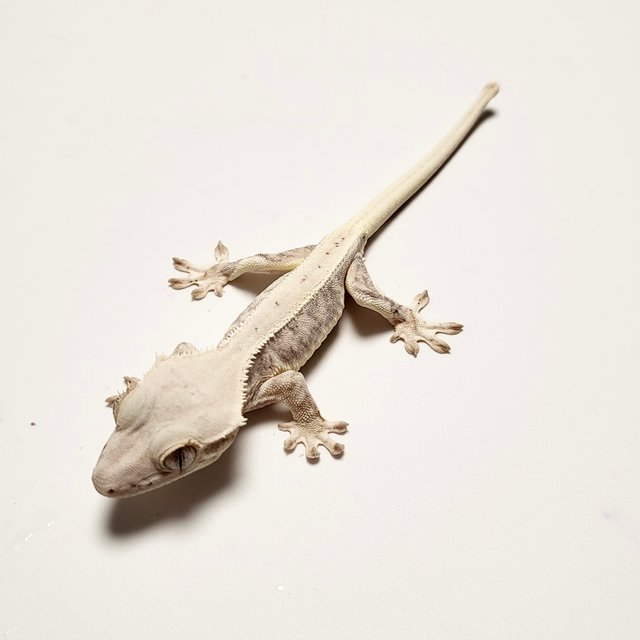 릴리화이트 드리피