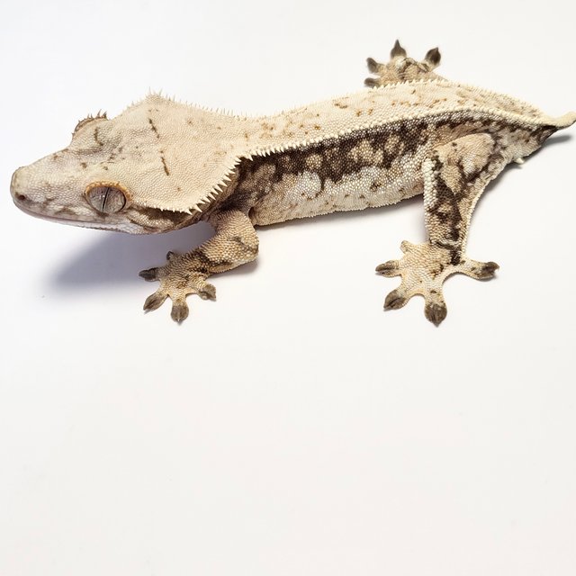 노멀 드리피 트라이 핀스트라이프 쿼드