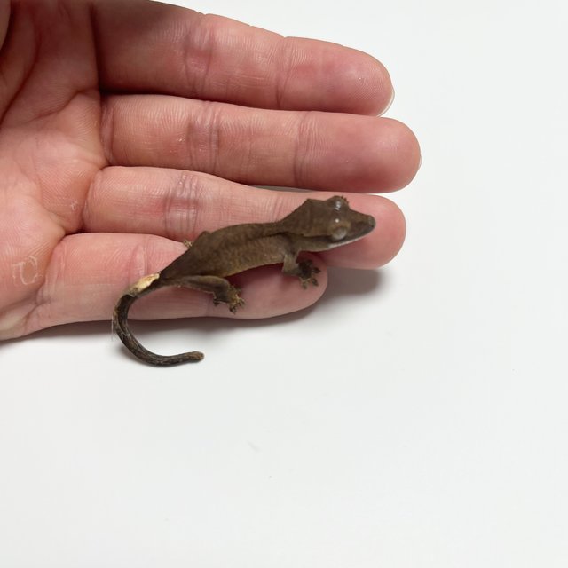 노멀 팬텀 블랙 챠콜