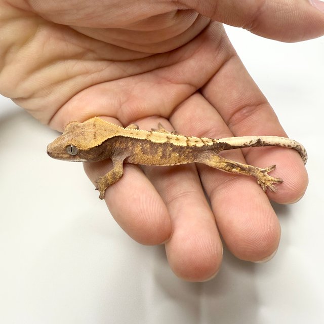 노멀 트라이 화이트스팟