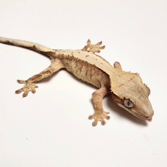 노멀 드리피 트라이 레드