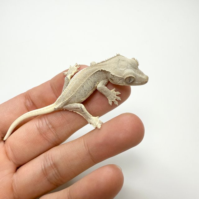 릴리화이트 팬텀