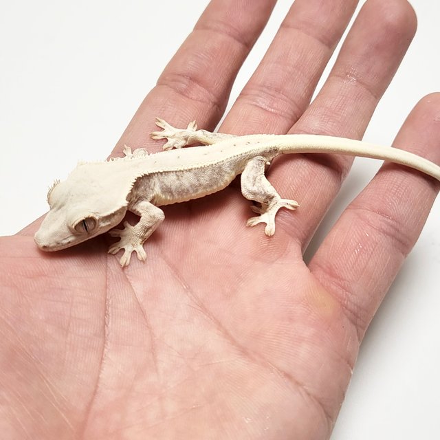 릴리화이트 드리피