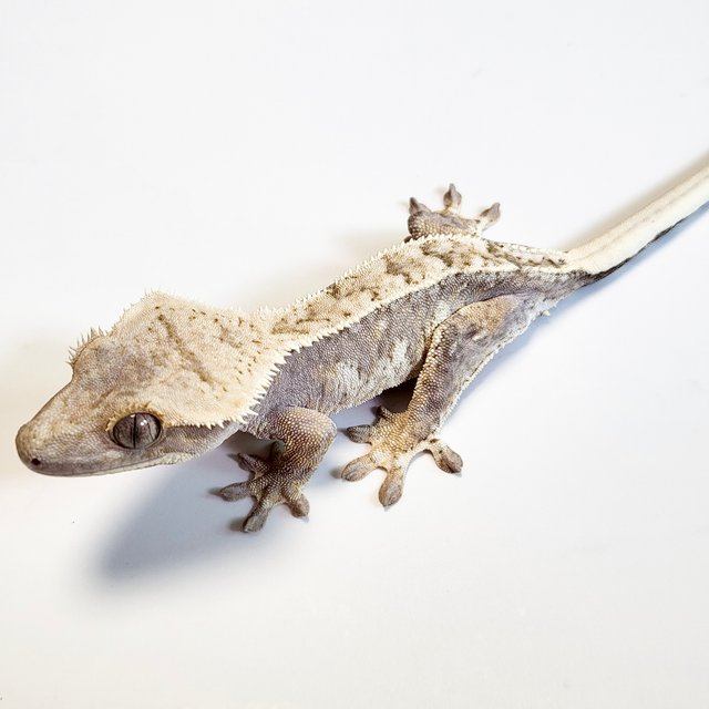 노멀 트라이 드리피 화이트스팟