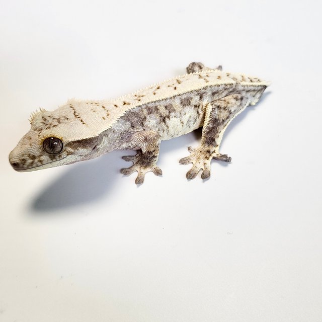 노멀 트라이 드리피 화이트스팟