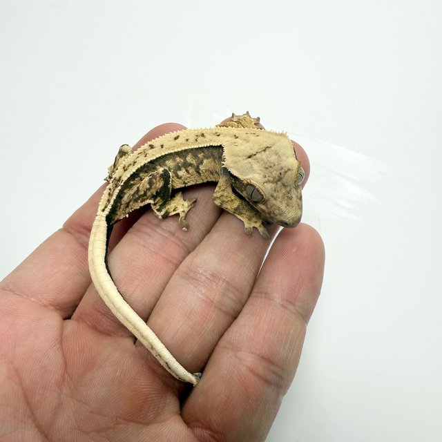 노멀 드리피 화이트스팟