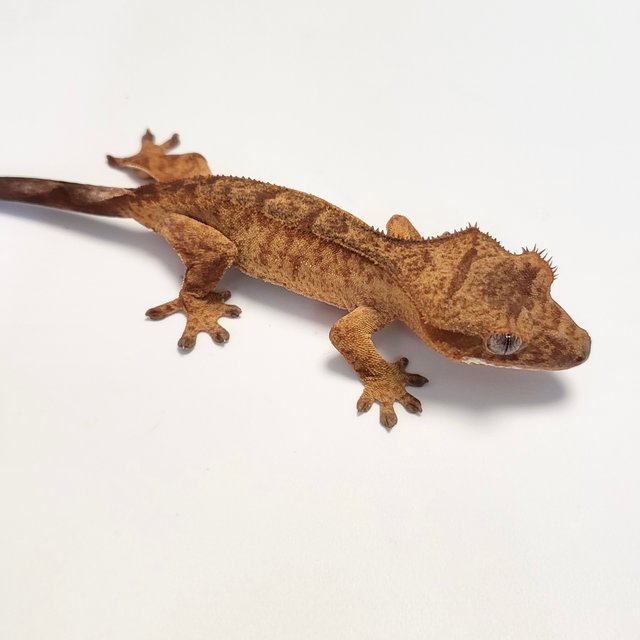 스트로베리 레드 타이거 카푸치노