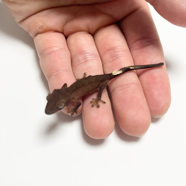 노멀 팬텀 블랙 챠콜