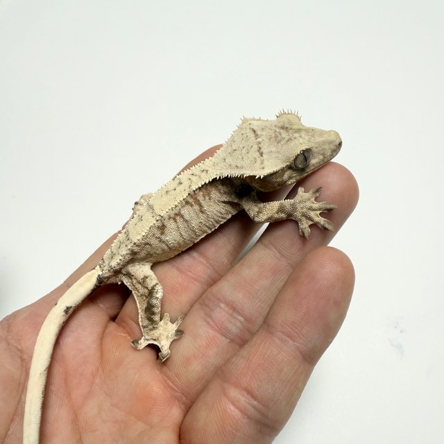 노멀 드리피 화이트스팟