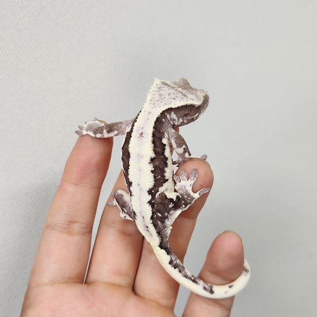 릴잔틱