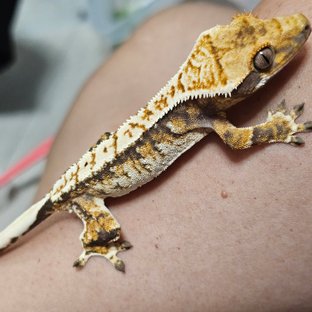 트라이 익스트림할리퀸 노멀 화이트스팟