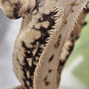 노멀 드리피 풀핀 화이트스팟