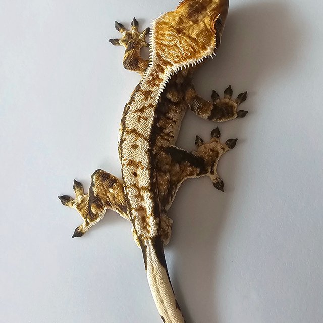 노멀 트라이 익스트림할리퀸 화이트스팟 텐저린