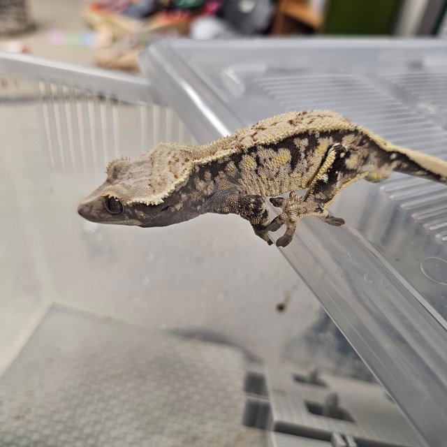 노멀 드리피 익스트림할리퀸 화이트스팟 트라이