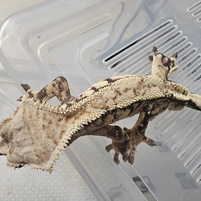 노멀 드리피 익스트림할리퀸 화이트스팟 트라이