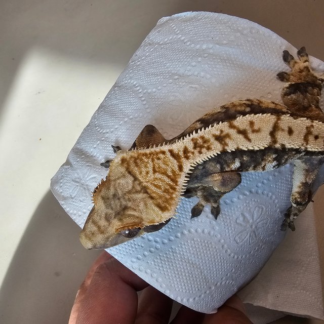 트라이 익스트림할리퀸 노멀 화이트스팟