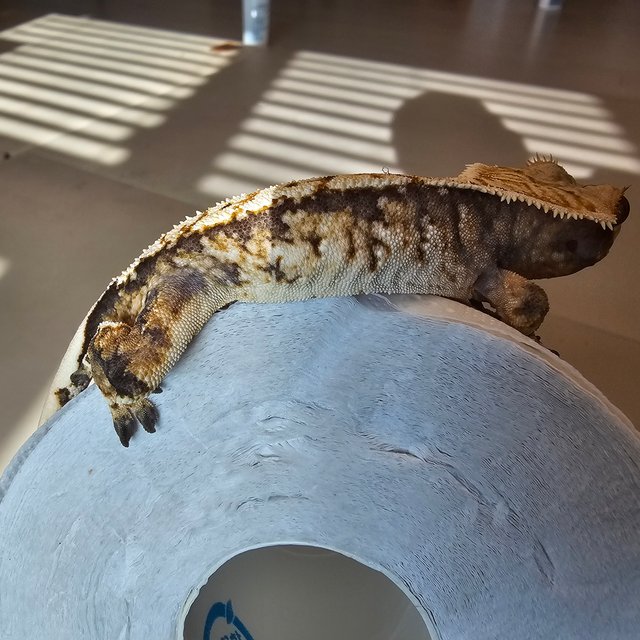 트라이 익스트림할리퀸 노멀 화이트스팟