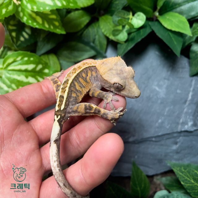 트라이 카푸치노