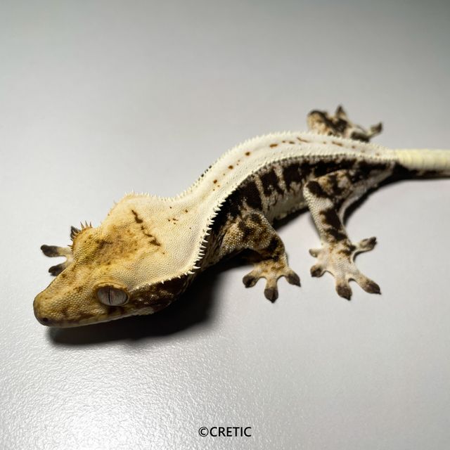 릴리화이트 판다