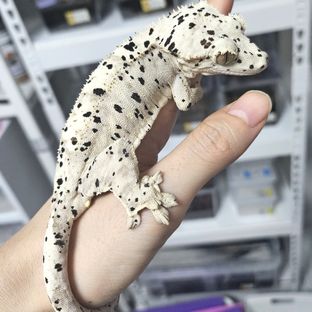 달심