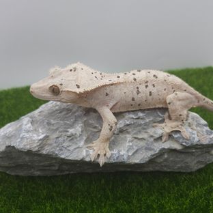 보름