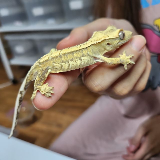 크림