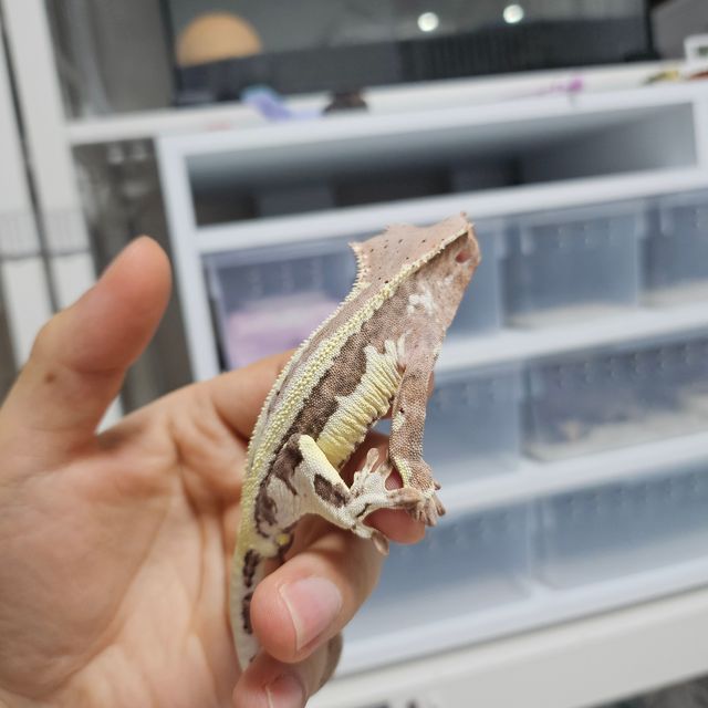 프라푸치노