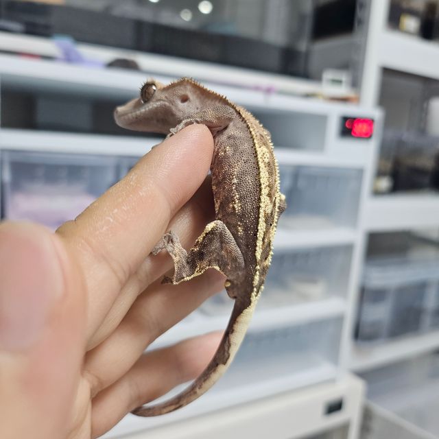 카푸치노