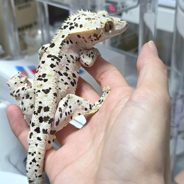 슈퍼달마시안