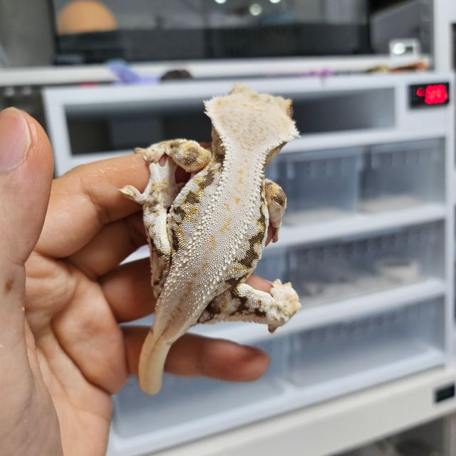 릴리화이트 트라이