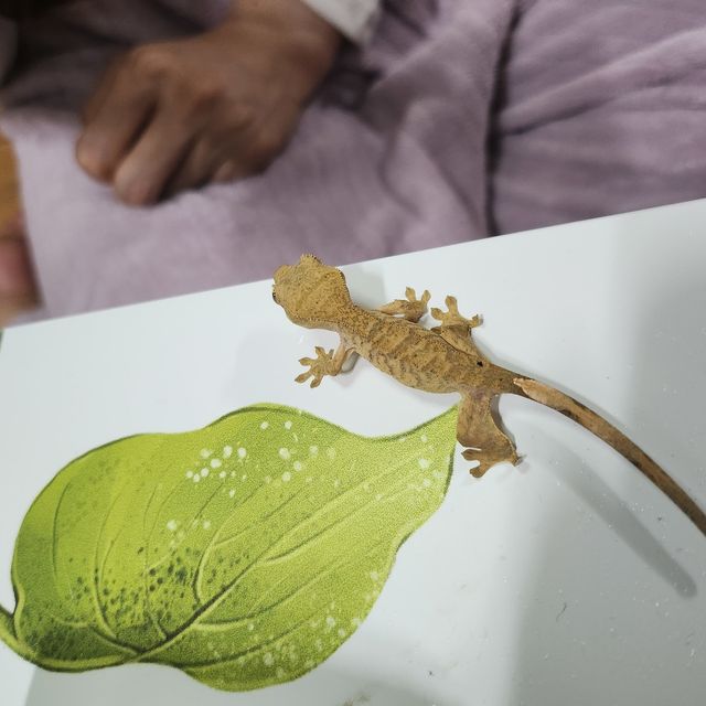 달마시안