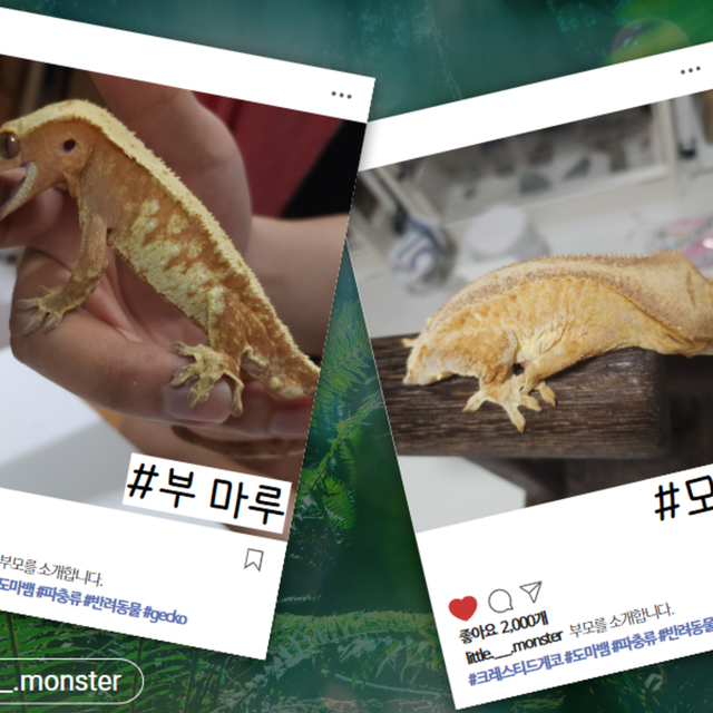 브린들