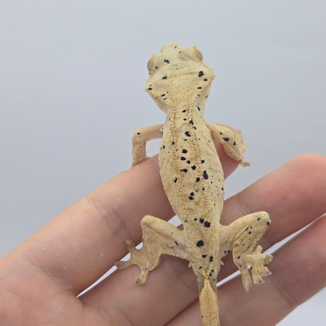 슈퍼달마시안