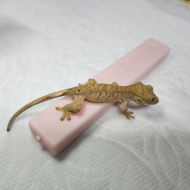 달마시안