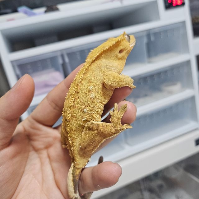 크림시클