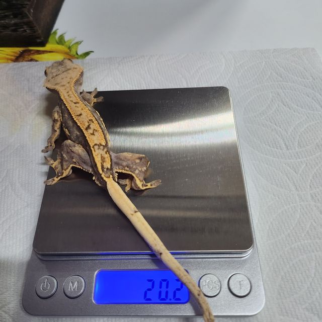 할리퀸