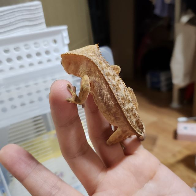 스트로베리