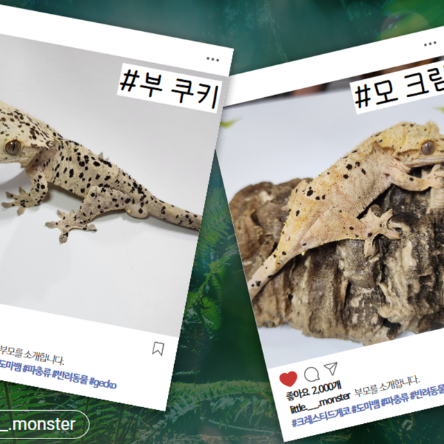 달마시안
