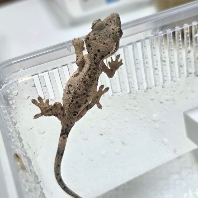 슈퍼달마시안