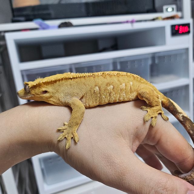 크림시클