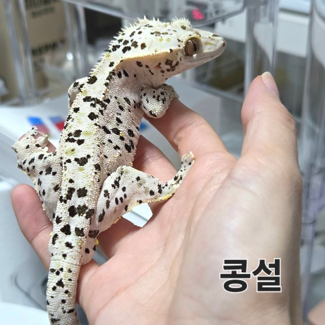 슈퍼달마시안