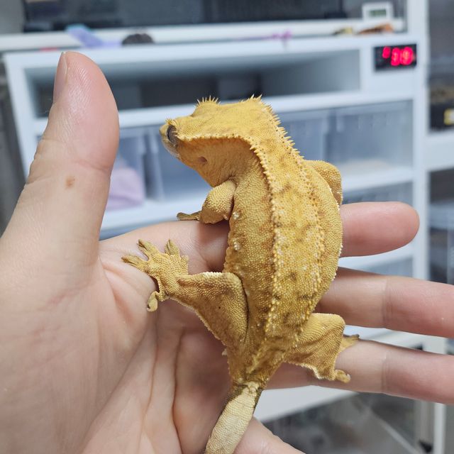 크림시클