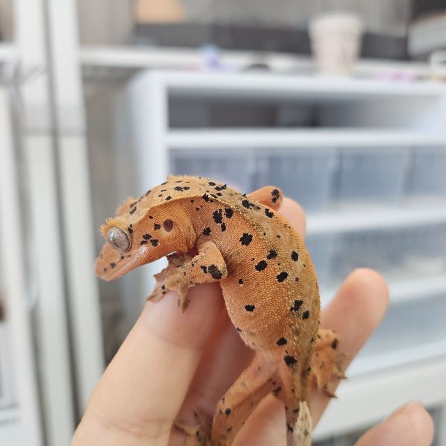 슈퍼달마시안